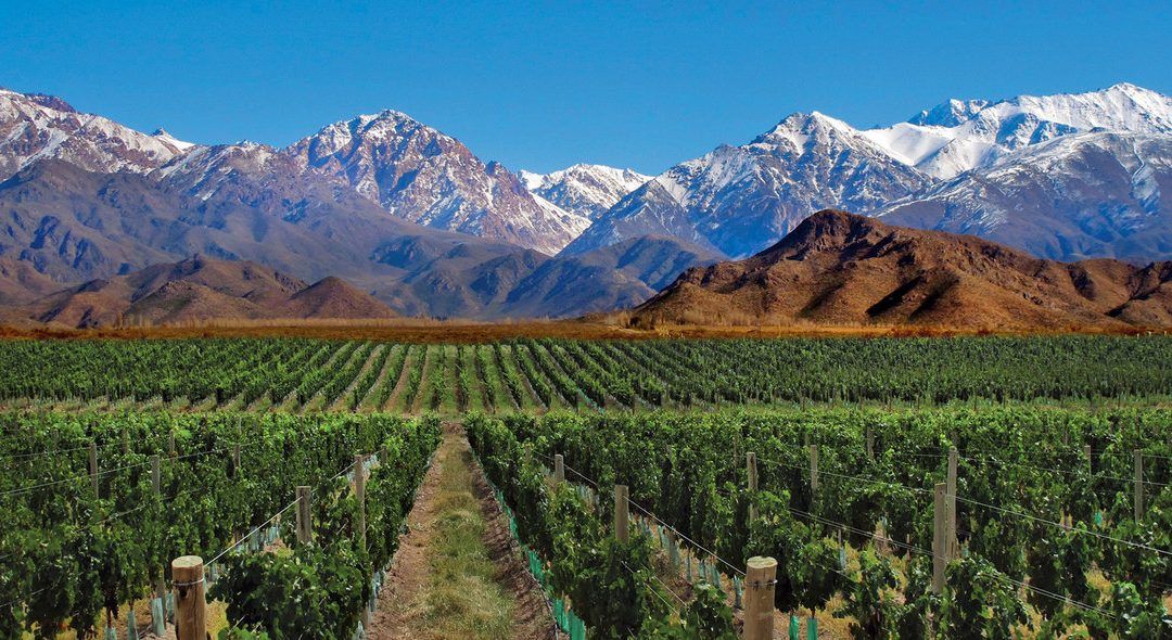 Vigne in Argentina: terra di contrasti